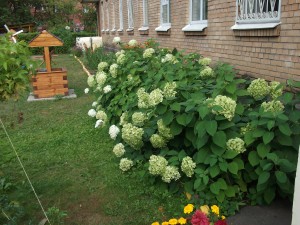 DSCF0678